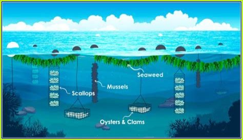 Unleashing The Power Of Alexa's Maas For Scalability: Discoveries And Insights