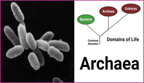 What is so special about the archaea domain?